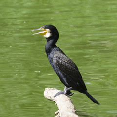 Great cormorant, Phalacrocorax carbo, sitting on snag, close-up portrait with defocused background, selective focus, shallow DOF