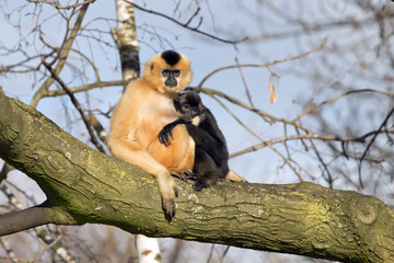 Gibbon mother with child