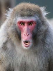Cute Japanese monkey