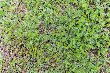 Forest weeds on the ground