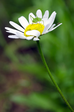 Grasshopper on dandelion.