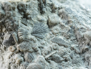 The Ocean floor many millions years ago © luclemieuxphoto ©