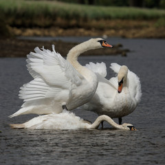 Mute Swan - Old birds torturing a young bird.