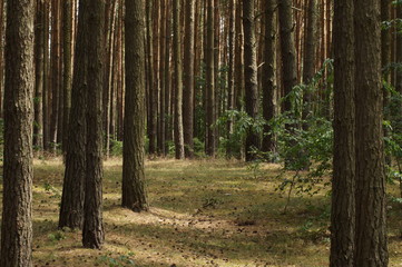 Obraz premium Kiefernwald