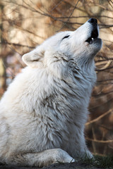 Obraz premium Howling white wolf