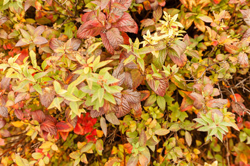 Colorful autumn leaves