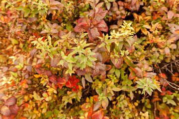 Colorful autumn leaves