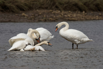 Obraz premium Mute Swan - Old birds torturing a young bird.