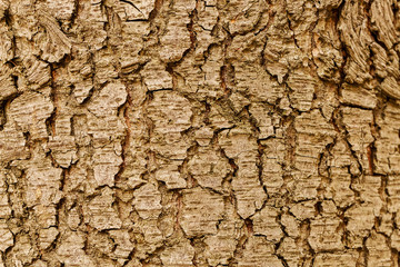 Highly detailed tree bark texture