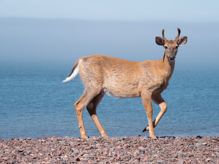 White-tailed deer posing on a stony beach