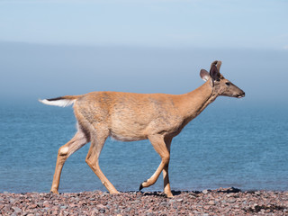 White-tailed deer posing on a stony beach