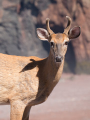 White-tailed deer posing on a stony beach