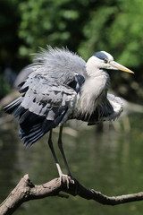 Fototapeta premium Blue Heron