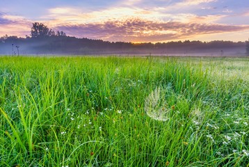 Calm and tranquil place with untouched wild meadow at sunrise