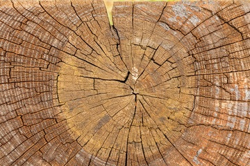 Cross section of the wood