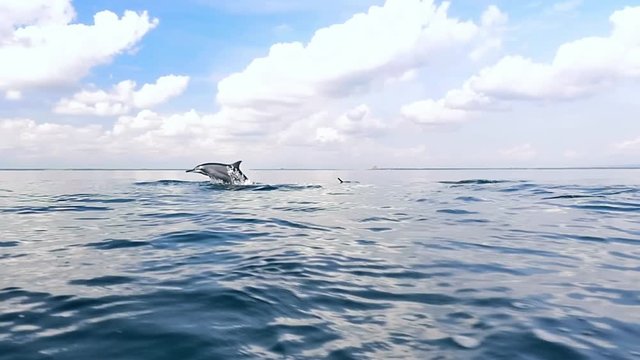 Tranquil and serene slow motion video of wild dolphins jump from water in sea