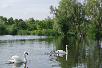 Fototapeta na wymiar Swans and chicks swimming on the pond