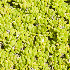 Small succulent green plants cover surface, background texture macro, selective focus, shallow DOF