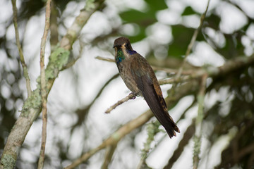 El colibrí en la rama observa a su alrededor. © jesuschurion57