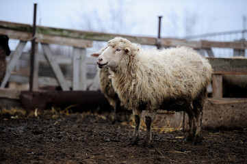 Obraz premium dirty sheep in the paddock