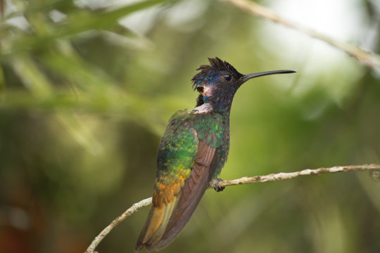 El colibr&iacute; est&aacute; enfermo y descansa.