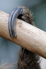Sloth claw