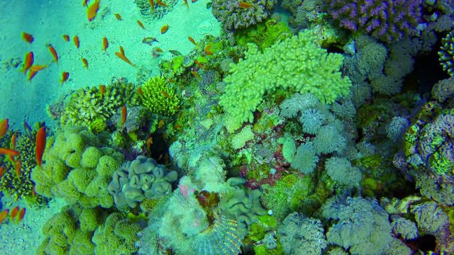 Underwater scene diving in corals with red fishes in Red Sea. Synanceia verrucosa fish hiding in corals. Dahab. Egypt. 4k video