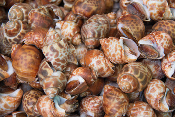  delicious pattern of Shellfish snails  background