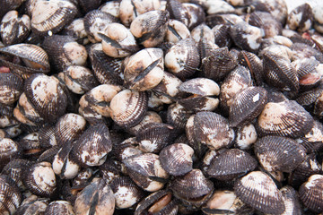  Cockle shell for cooking in market