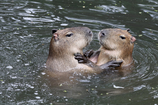 Capybaras Playing In The Water