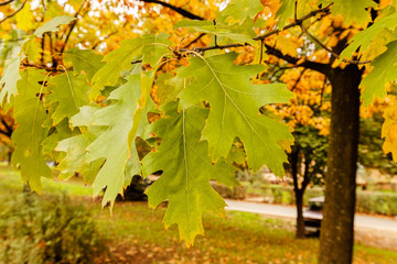 Early autumn in the park