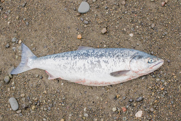 salmon on the coast