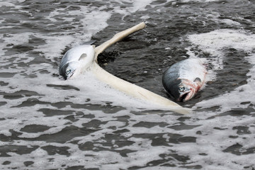 salmon washed up on shore during spawning near the rib of a whale on a black beach of Chukotka