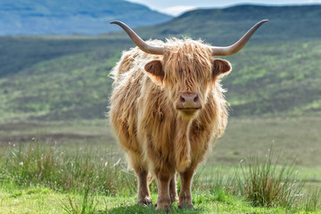 Highlander Horned Cattle on Green Pasture, Close Up Frame