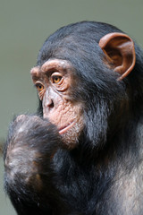Chimpanzee
