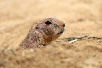 Prairie dog