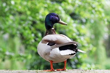 Mallard Duck