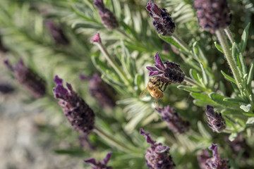 Honey bee on a lavender flower, pollination

