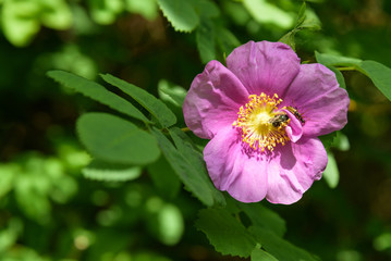 Bugs on a pink rosa rugosa, pollination
