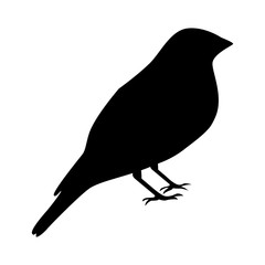 cute bird animal isolated