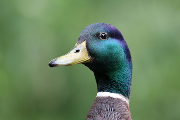 Mallard Duck