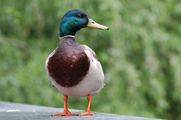 Mallard Duck