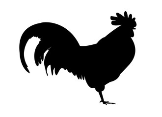 Rooster silhouette.Silhouette of a black rooster on a white background. 