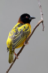 Weaver bird