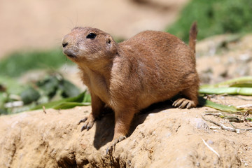 Prairie dog