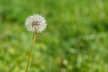 Closeup of dandelion in full seed with aphids on stem
