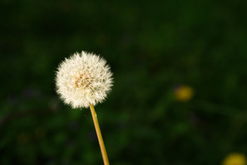 Dandelion in the late evening sun in full seed with a dark background
