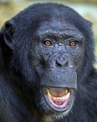 Chimpanzee