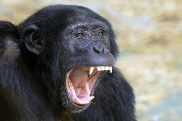 Chimpanzee