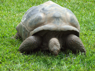 Fototapeta premium Close up of Galaopogas Tortoise